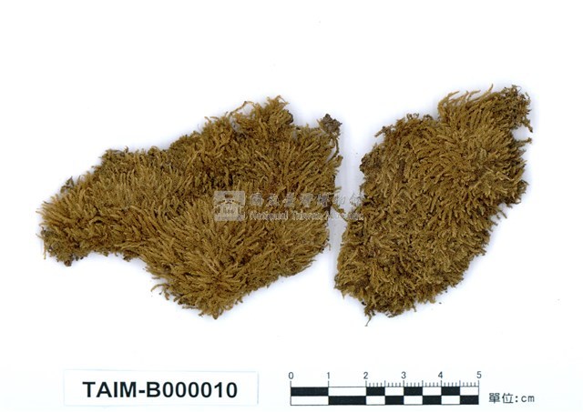 Acanthorrhynchium papillatum (Harv.) Fleisch. Collection Image, Figure 1, Total 11 Figures