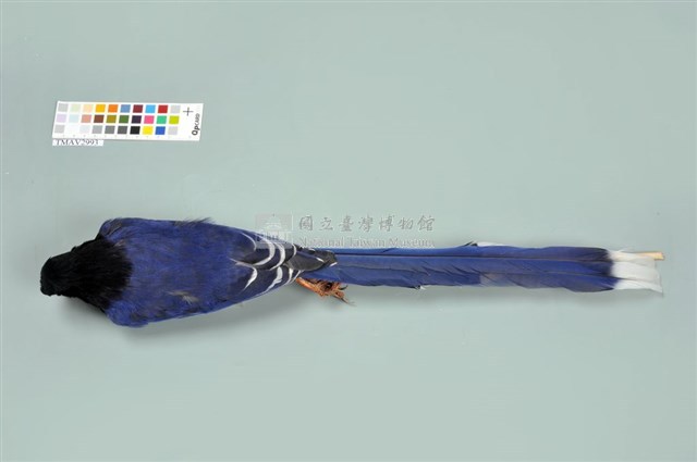 臺灣藍鵲藏品圖，第4張