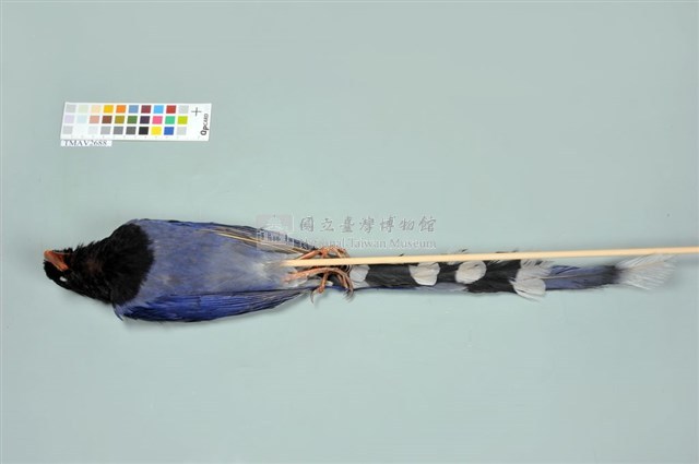臺灣藍鵲藏品圖，第3張