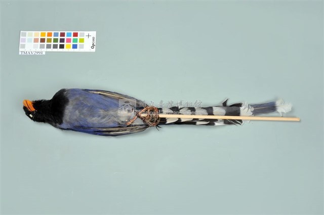 臺灣藍鵲藏品圖，第3張