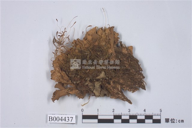 霜地卷藏品圖，第1張