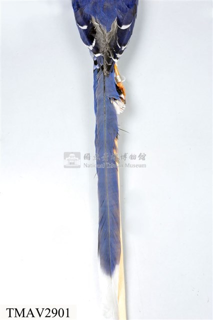 臺灣藍鵲藏品圖，第10張
