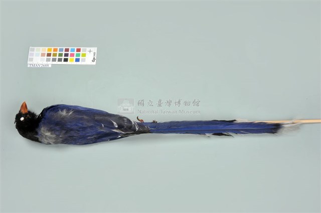 臺灣藍鵲藏品圖，第6張