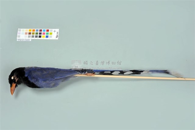 臺灣藍鵲藏品圖，第5張