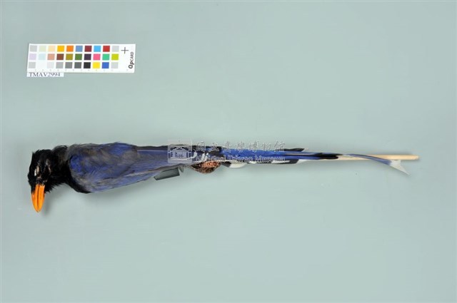 臺灣藍鵲藏品圖，第5張