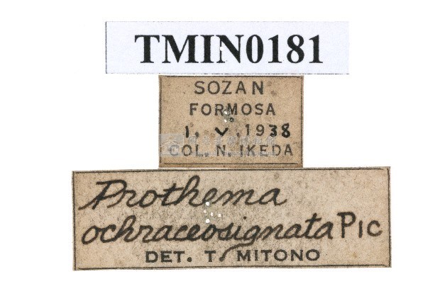 Prothema ochraceosignata  (Pic, 1915) Collection Image, Figure 4, Total 4 Figures