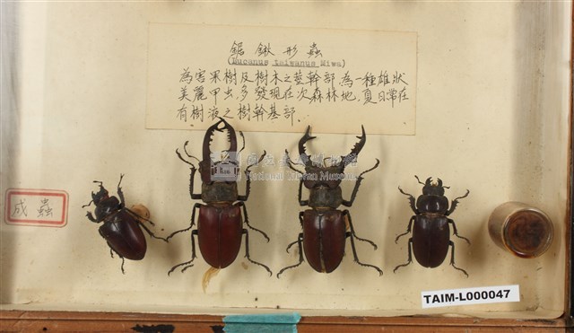 鋸鍬形蟲(病蟲害)藏品圖，第1張