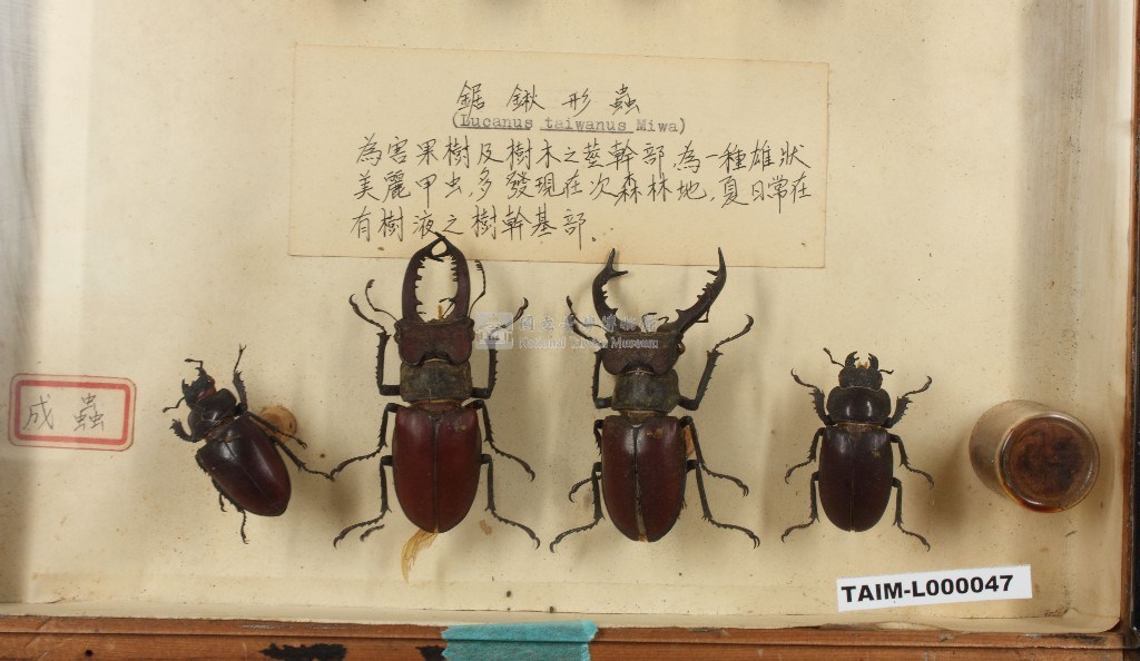 大圖瀏覽