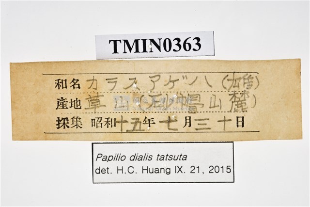 Papilio dialis tatsuta Collection Image, Figure 4, Total 4 Figures
