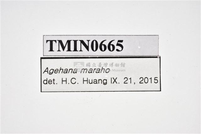 臺灣寬尾鳳蝶藏品圖，第4張
