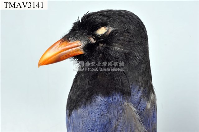 臺灣藍鵲藏品圖，第8張