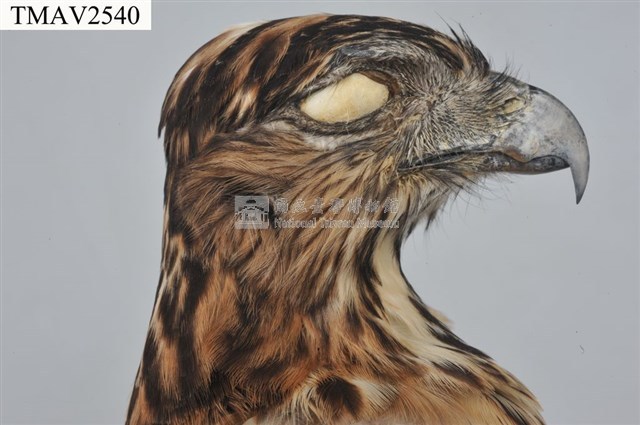鳳頭蒼鷹藏品圖，第8張