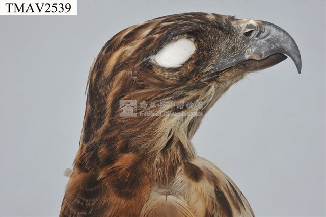 鳳頭蒼鷹藏品圖，第8張