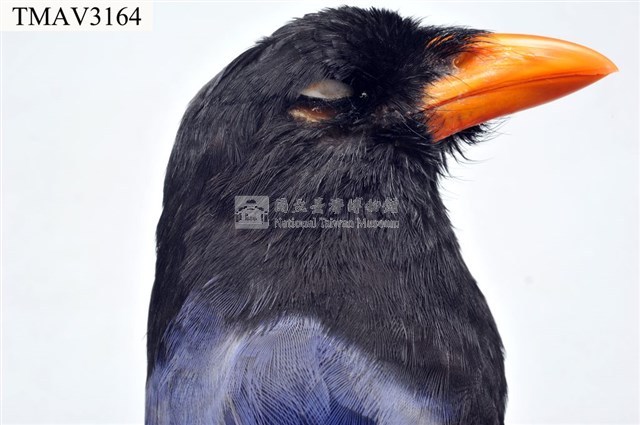 臺灣藍鵲藏品圖，第8張