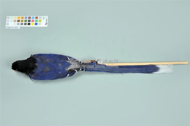 臺灣藍鵲藏品圖，第4張