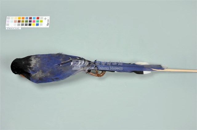 臺灣藍鵲藏品圖，第4張