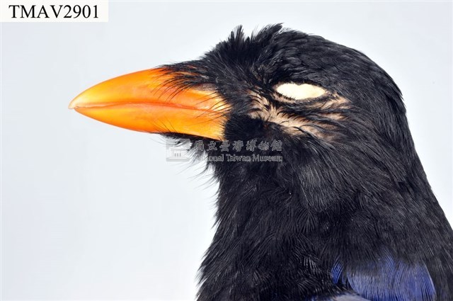 臺灣藍鵲藏品圖，第7張