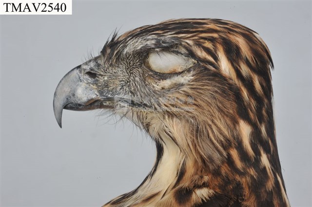 鳳頭蒼鷹藏品圖，第7張