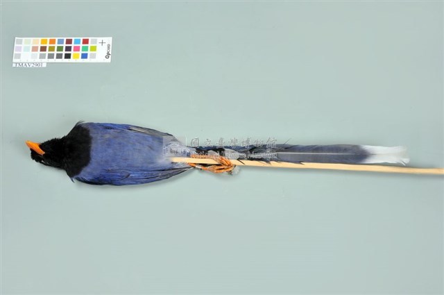 臺灣藍鵲藏品圖，第3張