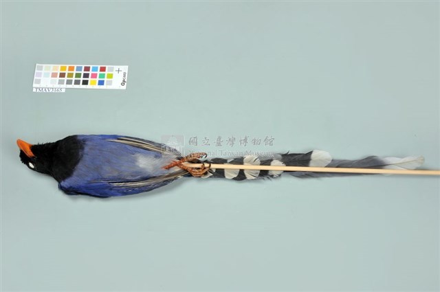 臺灣藍鵲藏品圖，第3張
