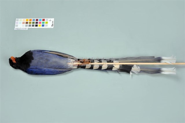 臺灣藍鵲藏品圖，第3張