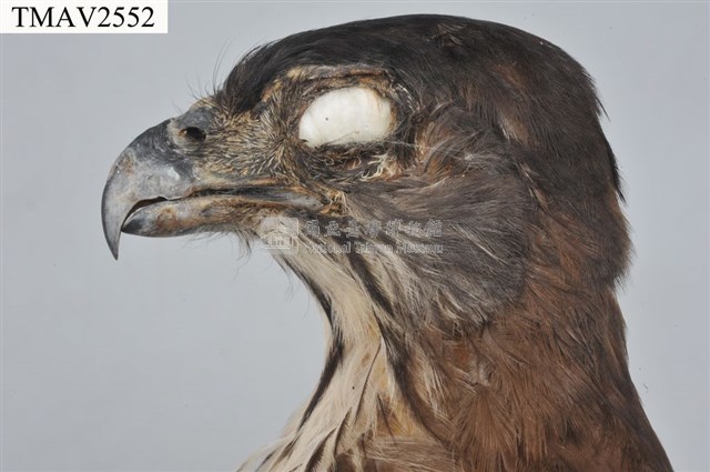 鳳頭蒼鷹藏品圖，第7張