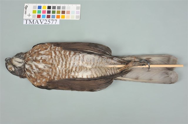 鳳頭蒼鷹藏品圖，第3張