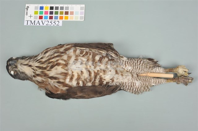 鳳頭蒼鷹藏品圖，第3張