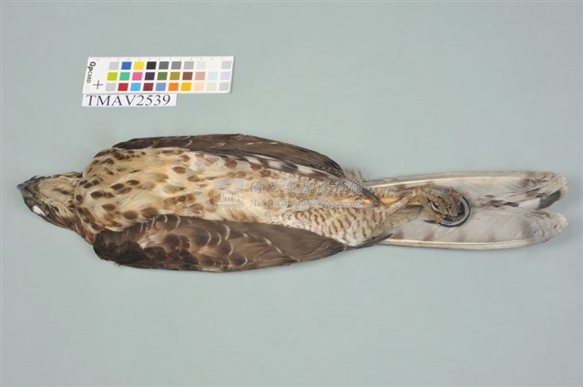 鳳頭蒼鷹藏品圖，第3張
