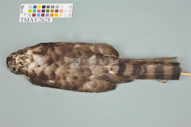 鳳頭蒼鷹藏品圖，第3張