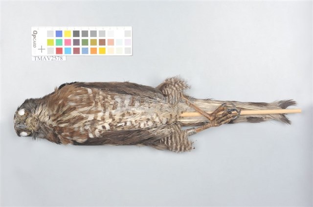 鳳頭蒼鷹藏品圖，第3張