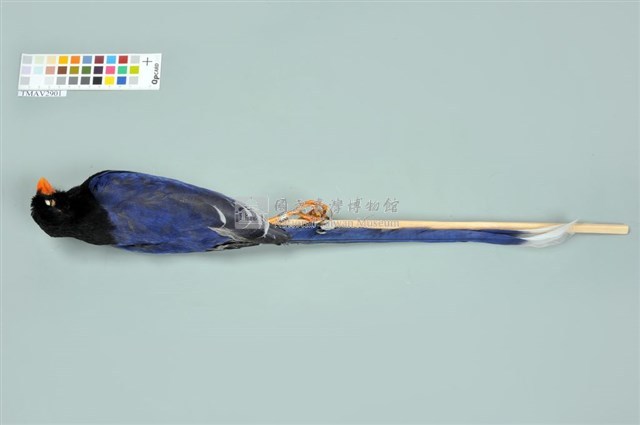 臺灣藍鵲藏品圖，第6張