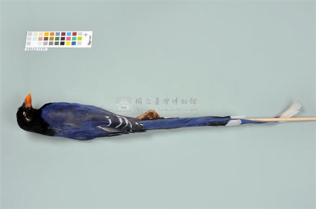 臺灣藍鵲藏品圖，第6張