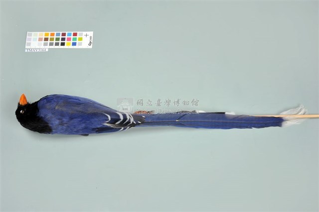臺灣藍鵲藏品圖，第6張
