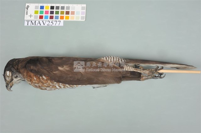 鳳頭蒼鷹藏品圖，第5張
