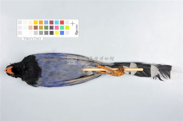 臺灣藍鵲藏品圖，第5張