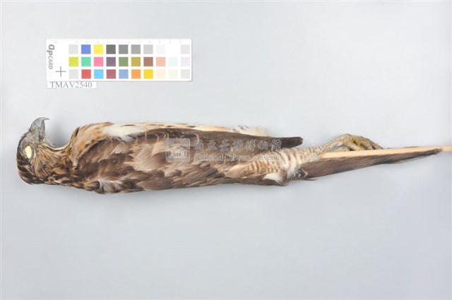 鳳頭蒼鷹藏品圖，第5張