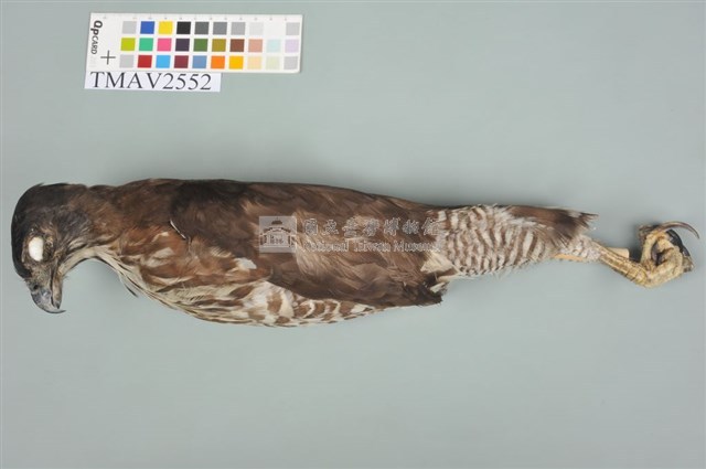 鳳頭蒼鷹藏品圖，第5張