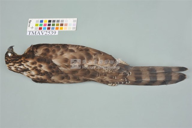 鳳頭蒼鷹藏品圖，第5張