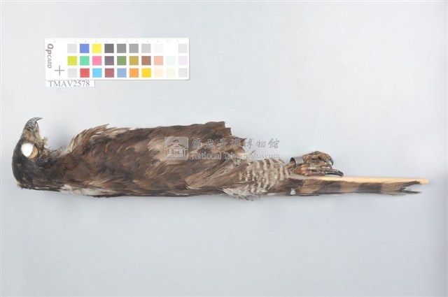 鳳頭蒼鷹藏品圖，第5張