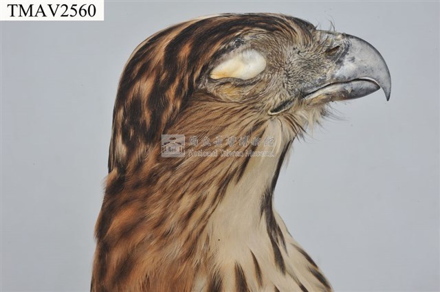 鳳頭蒼鷹藏品圖，第10張
