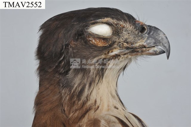 鳳頭蒼鷹藏品圖，第8張