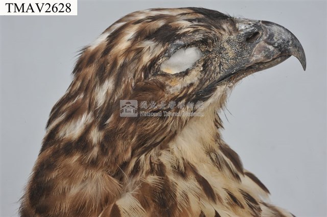 鳳頭蒼鷹藏品圖，第8張