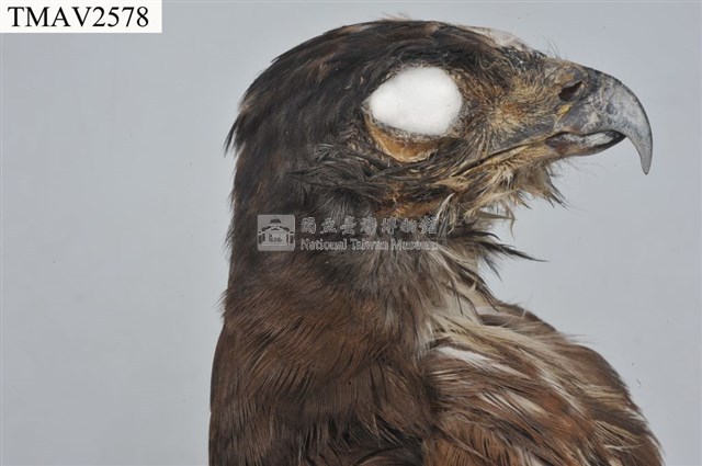 鳳頭蒼鷹藏品圖，第8張