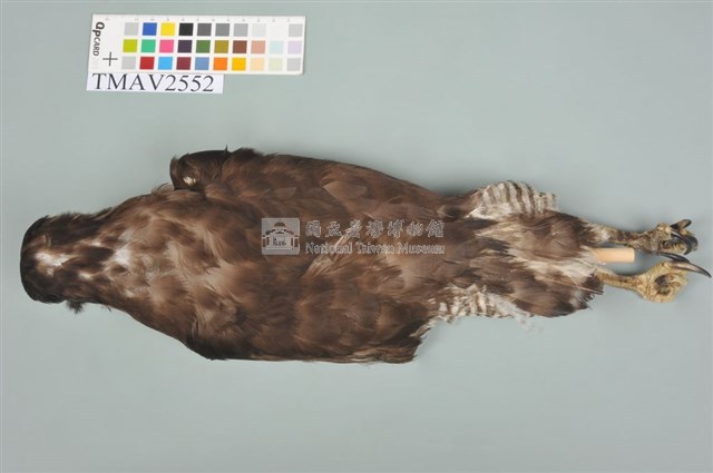 鳳頭蒼鷹藏品圖，第4張