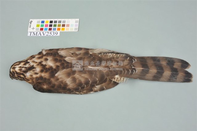 鳳頭蒼鷹藏品圖，第4張