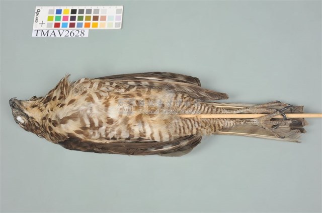 鳳頭蒼鷹藏品圖，第4張