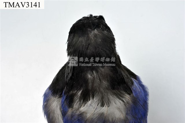 臺灣藍鵲藏品圖，第9張