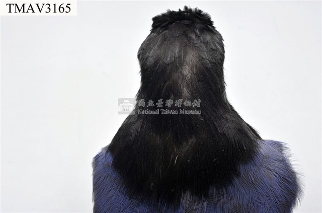 臺灣藍鵲藏品圖，第9張