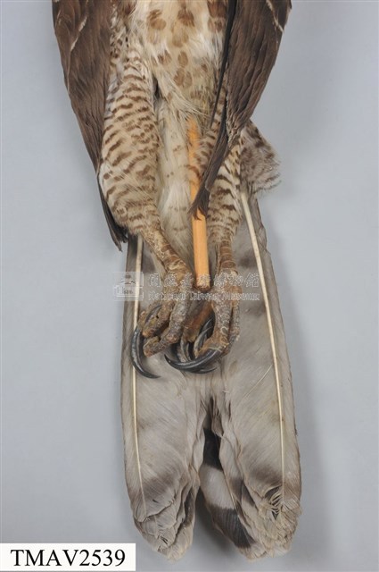鳳頭蒼鷹藏品圖，第9張